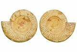 Cut & Polished Jurassic Ammonite (Perisphinctes) Fossil #364175-1